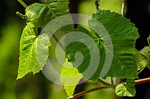 Pinot grape plant leafs closeup